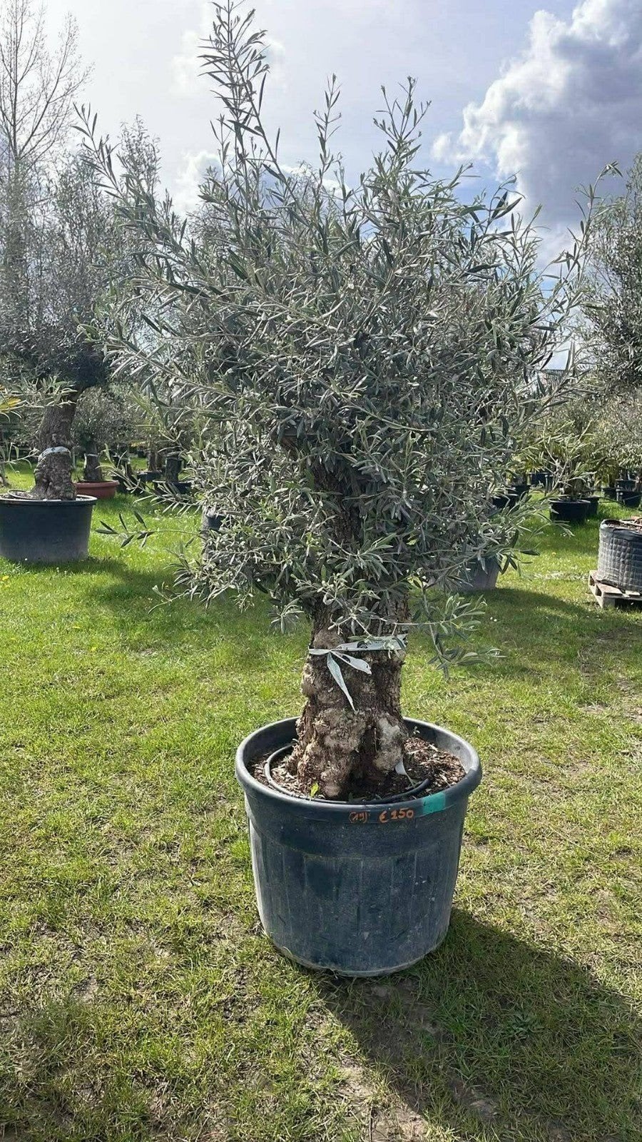 ‼️olijfbomen olea europaea aan onklopbare prijzen‼️, Tuin en Terras, Planten | Bomen, Ophalen
