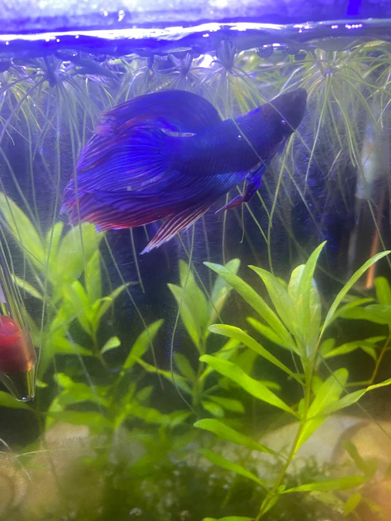 Mooie blauwe mannelijke betta + bewezen kweker, Dieren en Toebehoren, Vissen | Aquariumvissen, Vis