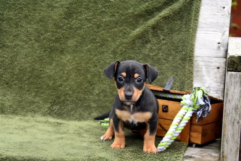 Black and Tan Jack Russell pupje, Dieren en Toebehoren, België, Jack Russell Terriër, CDV (hondenziekte), 8 tot 15 weken