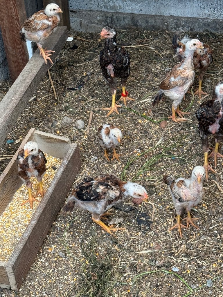 maleierkuikens 6 weken, Sexe inconnu, Poule ou poulet