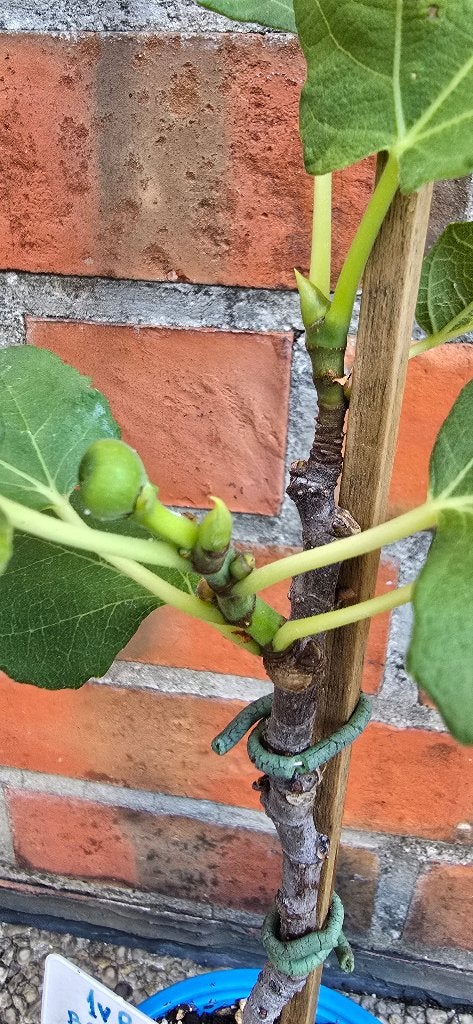 Vijgenboom 'BROWN TURKEY' vijgen boom Ficus Carica 1vB, Tuin en Terras, Planten | Fruitbomen, Ophalen, Vijgenboom