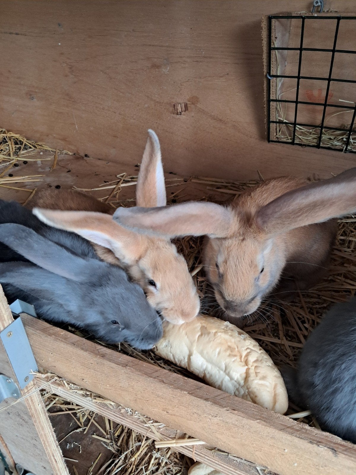 konijntjes, Dieren en Toebehoren