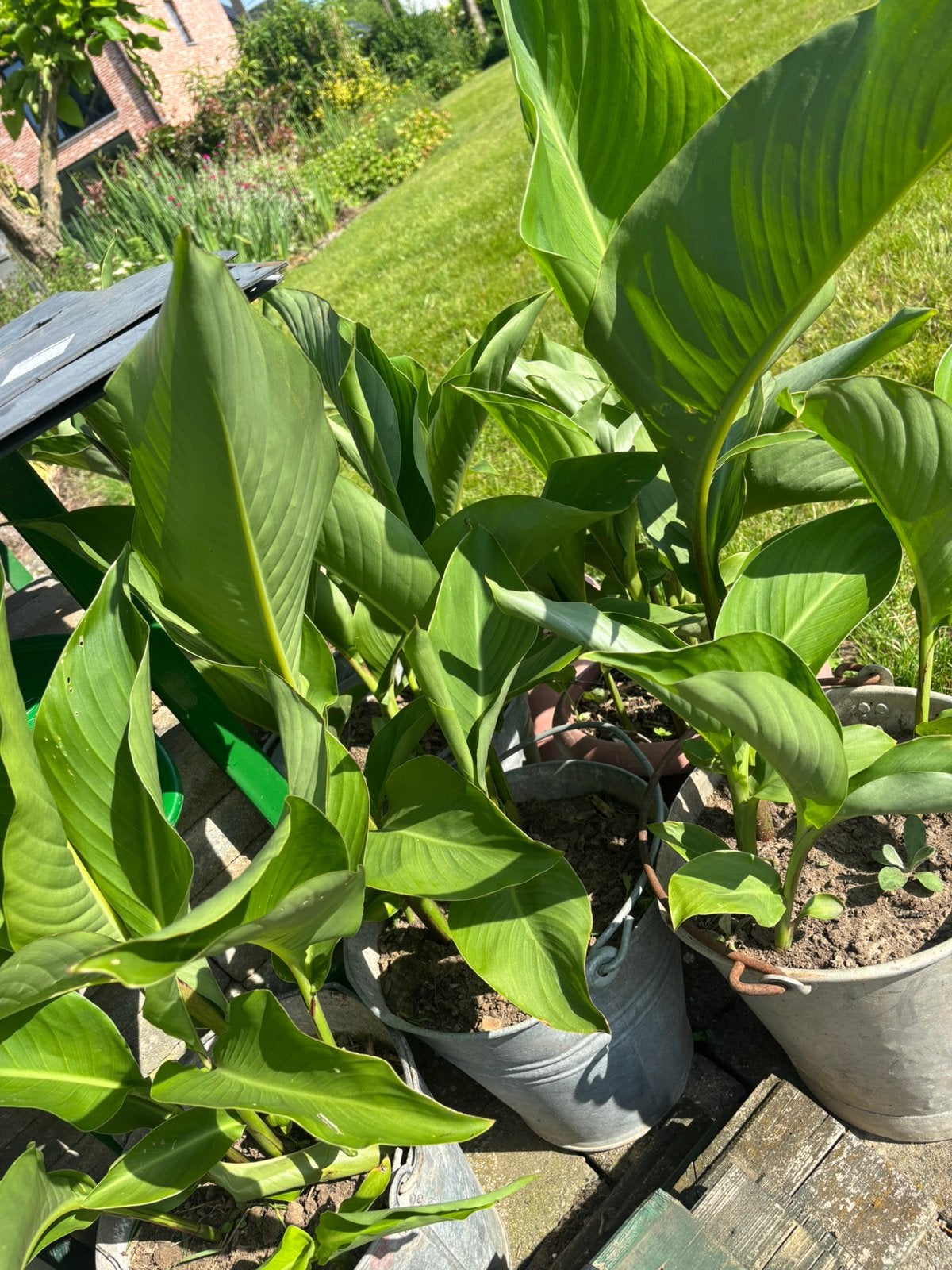 Cana planten in pot, Ophalen of Verzenden