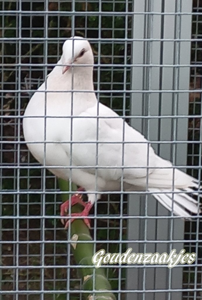 Witte duiven