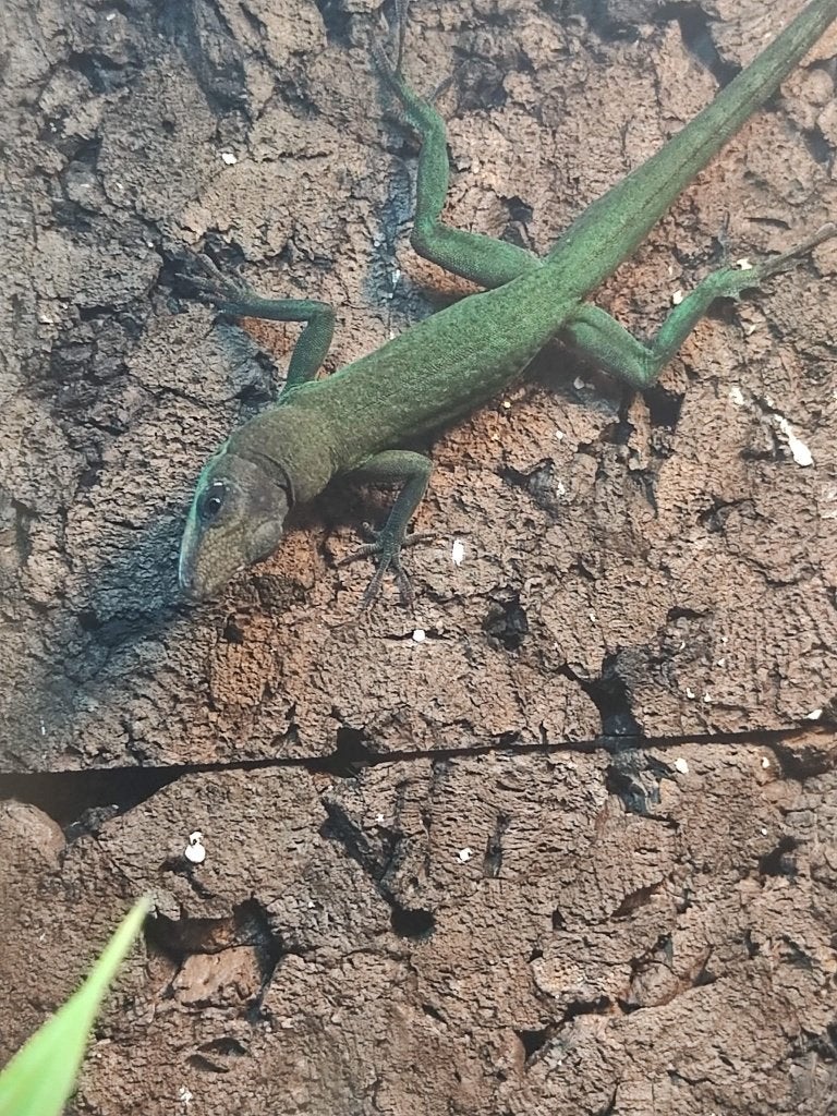 anolis trinitatis, Dieren en Toebehoren, Hagedis, 0 tot 2 jaar