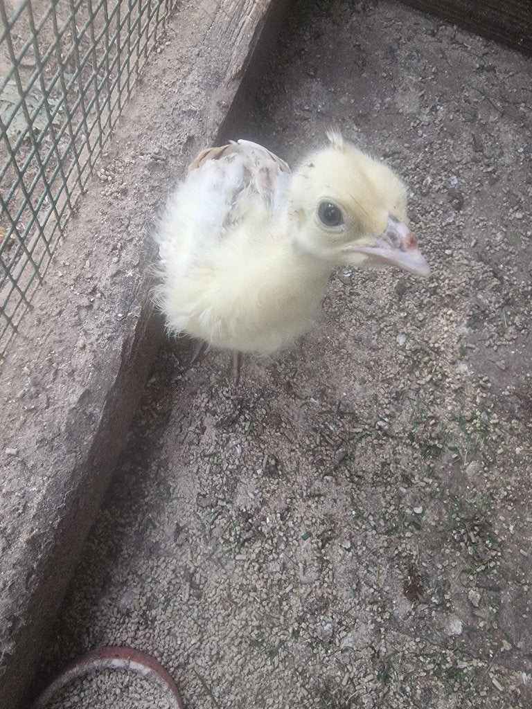 Pauw kuikens, Dieren en Toebehoren, Meerdere dieren, Overige soorten