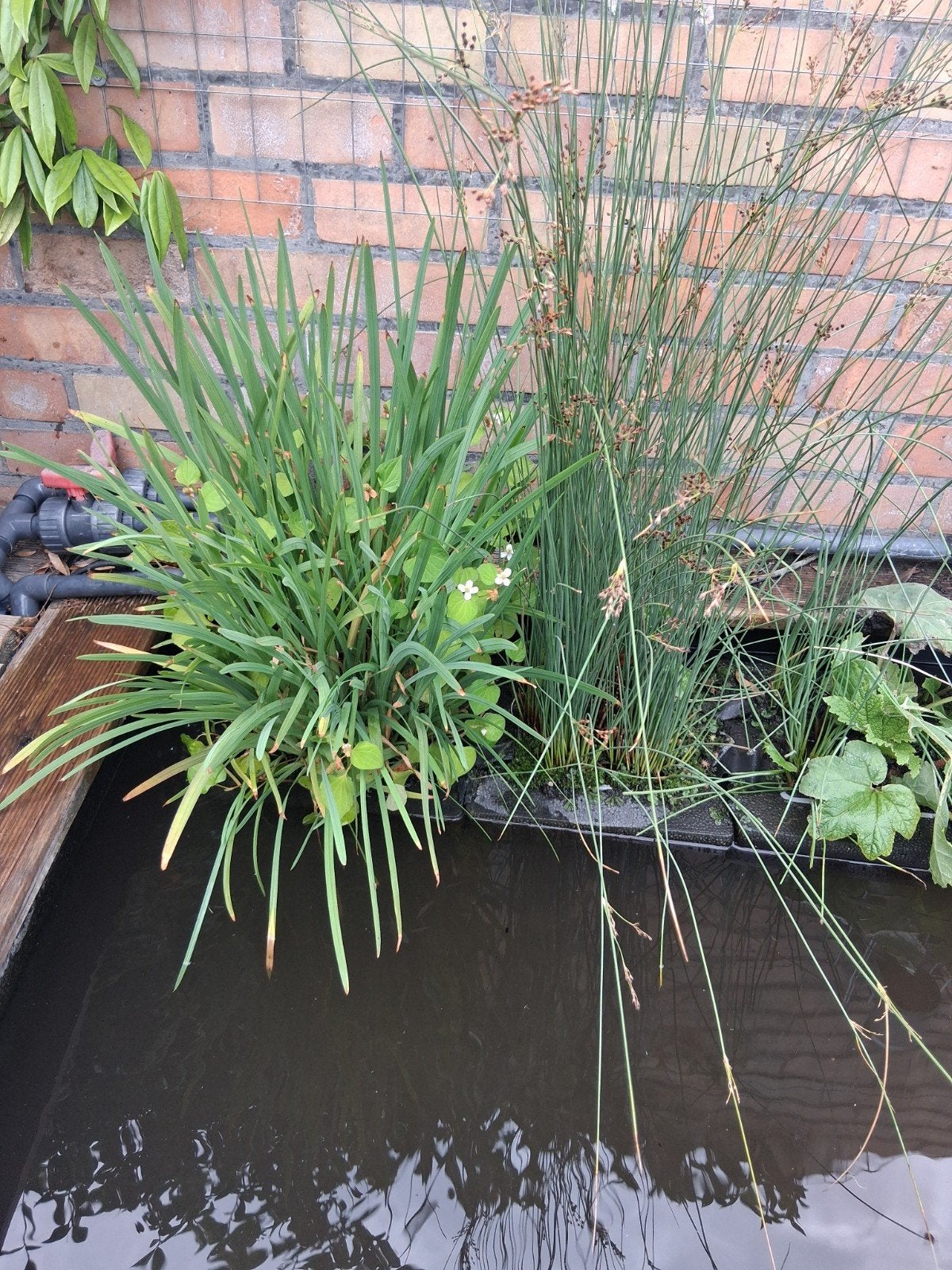 planten, Tuin en Terras, Vijvers, Ophalen