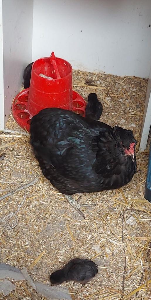 Poulets Araucana, couvain d'animaux sauvages, Femelle, Poule ou poulet