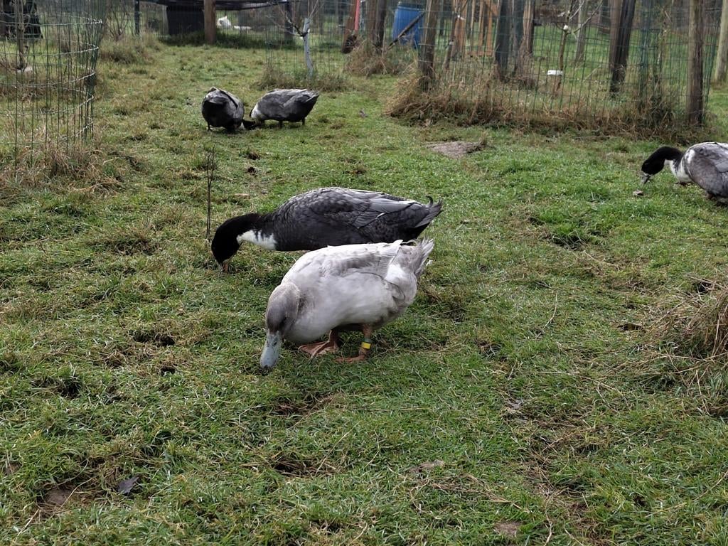 Koppels eenden, Meerdere dieren, Eend