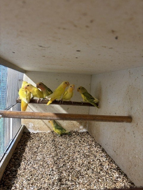 roseicollies, Dieren en Toebehoren, Geringd