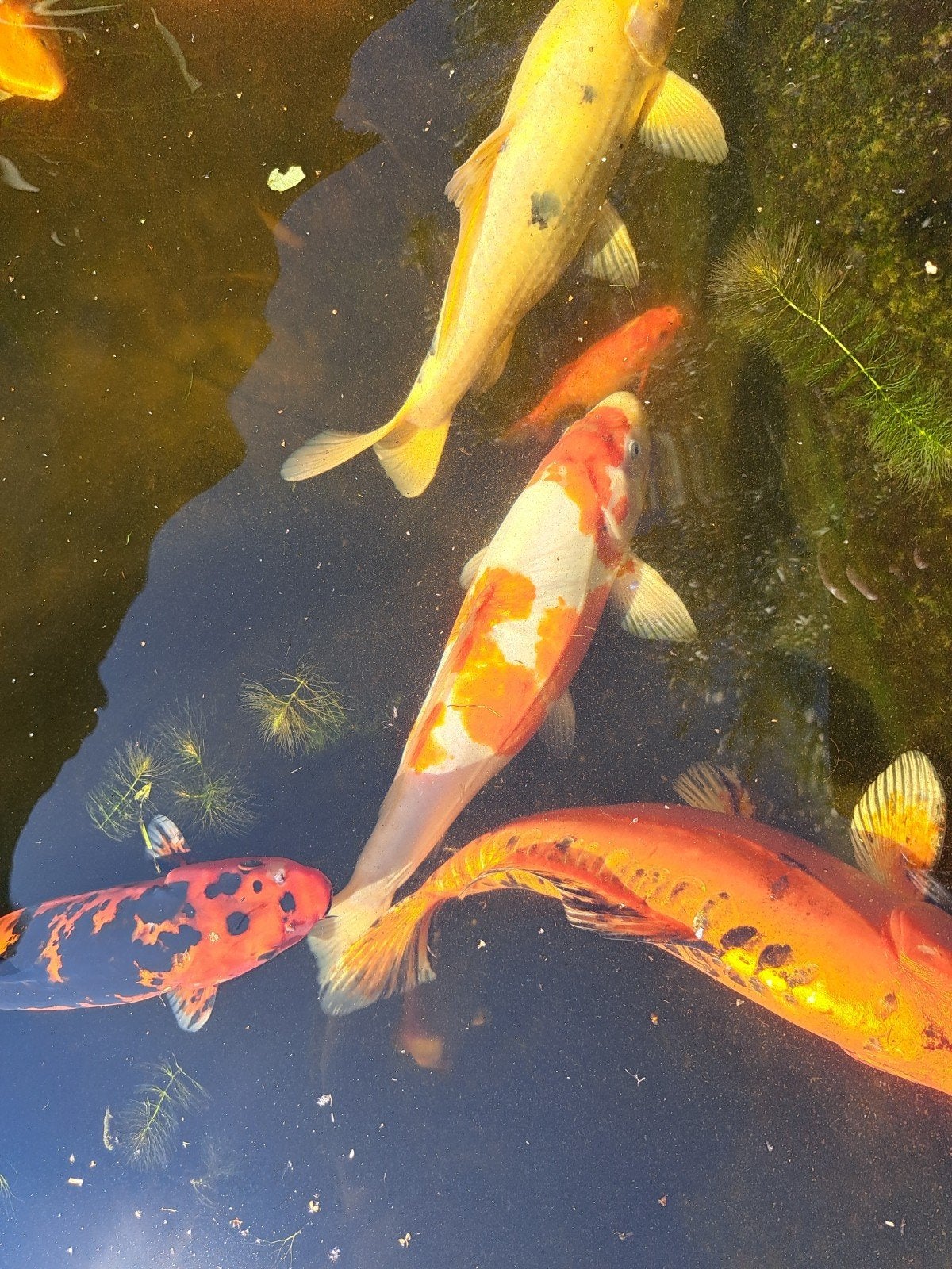 koi