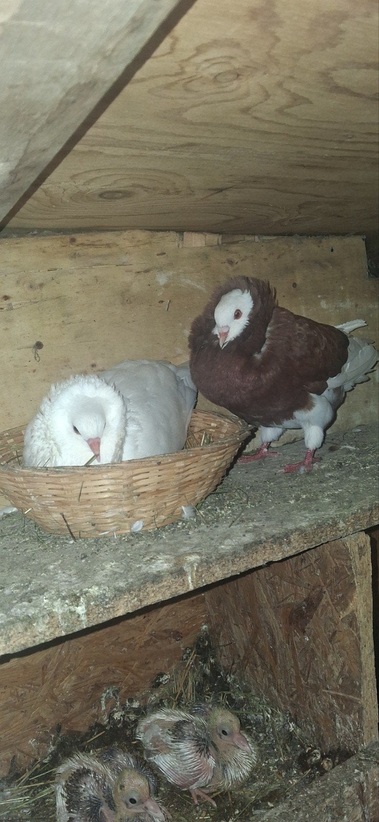 duiven, Dieren en Toebehoren, Vogels | Duiven