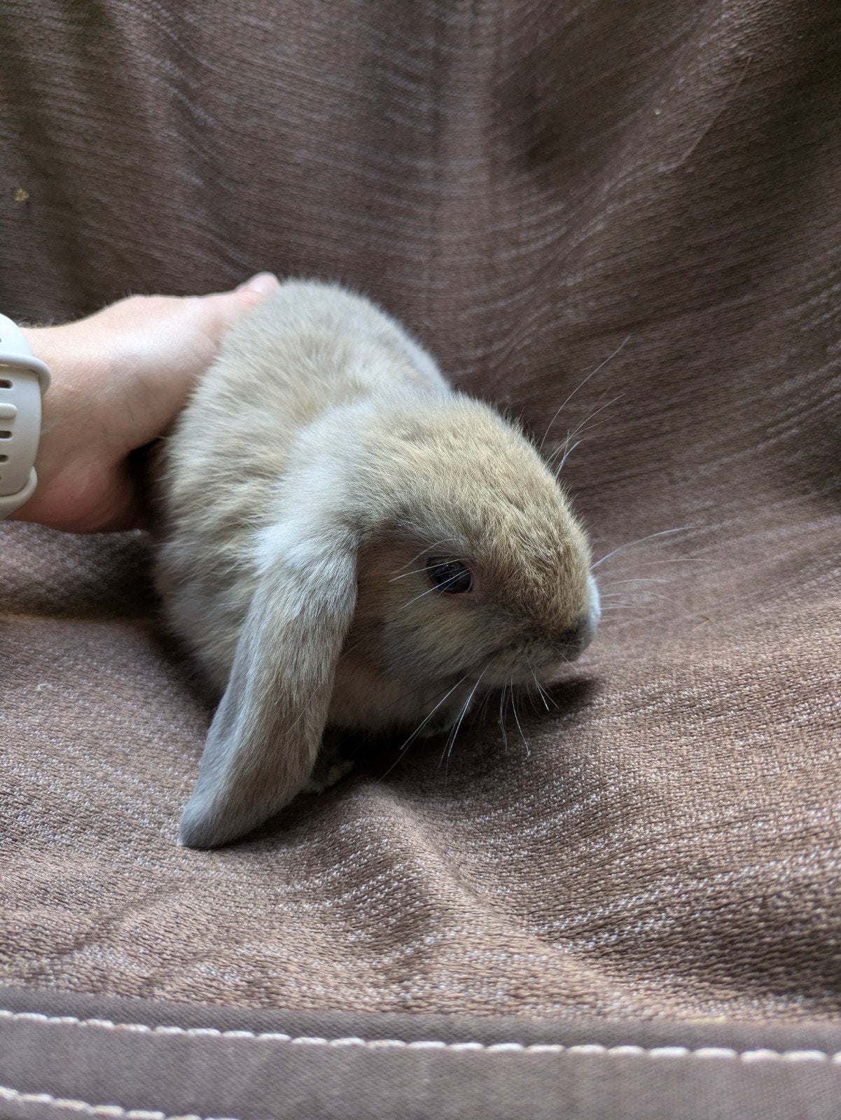 Nederlandse hangoor, Dieren en Toebehoren, Konijnen, Dwerg, Meerdere dieren, 0 tot 2 jaar, Hangoor