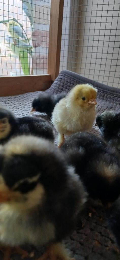 Raszuivere mechelse koekoek(kuikens), Dieren en Toebehoren