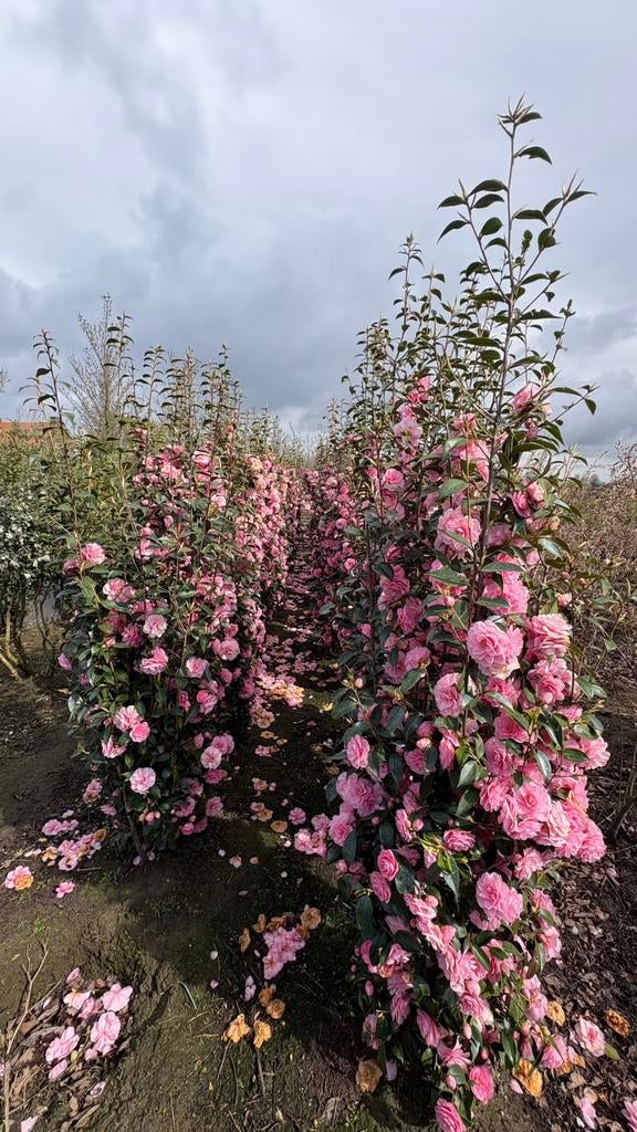 Cammelia in verschillende soorten en maten, Ophalen of Verzenden
