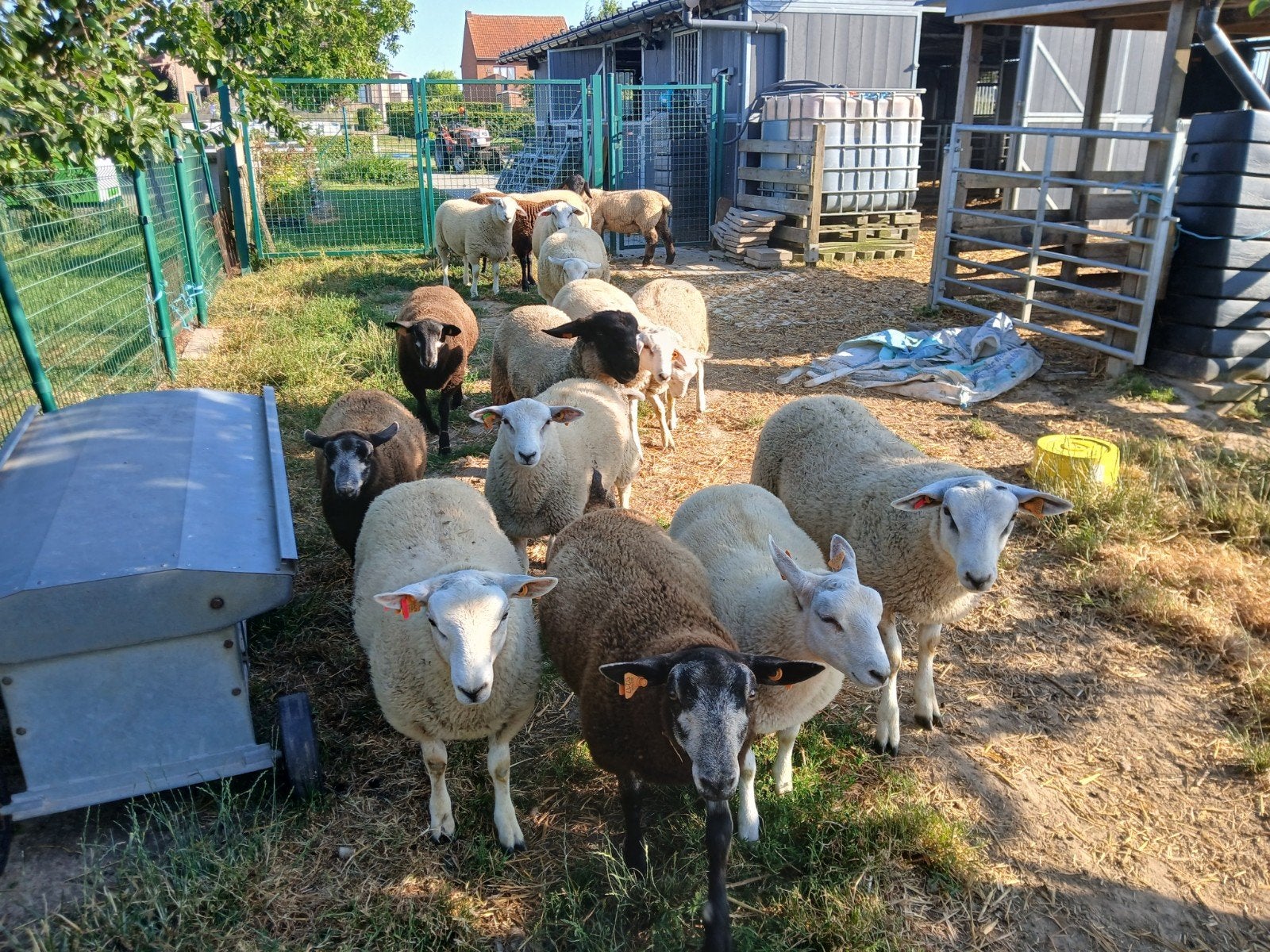 Swifter stamboek ramlammeren, Animaux & Accessoires