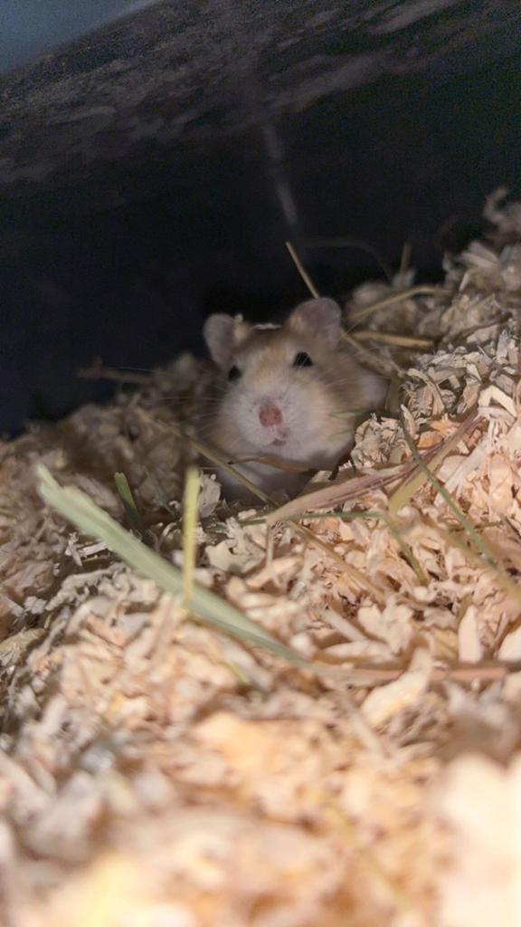 Toebehoren en hamster, Hamster, Mâle, Mars, Domestique