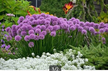 Allium millenium (zomerbloeier), Tuin en Terras, Ophalen, Zomer, Vaste plant