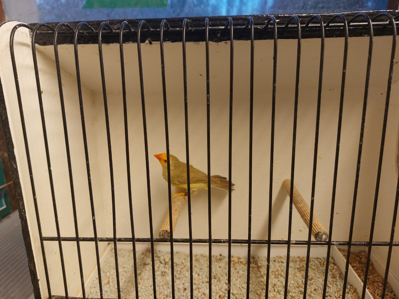 Plusieurs oiseaux, Animaux & Accessoires, Mâle