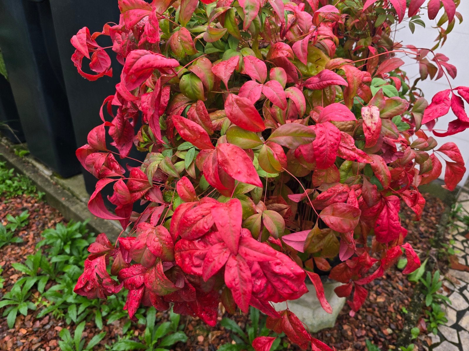 Nandina domestica Firepower, Enlèvement