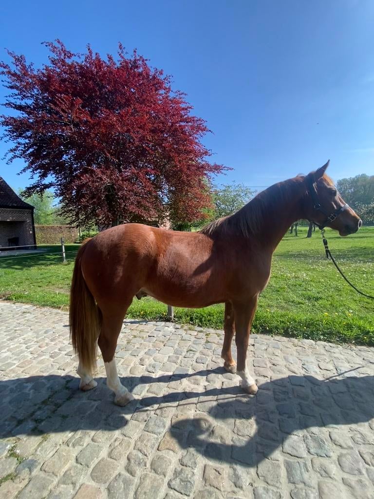 Freiberger - Franches Montagnes, Dieren en Toebehoren, Paarden, Met stamboom, Ruin, Niet van toepassing, 0 tot 2 jaar