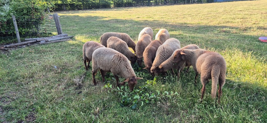 Ardense voskop, Dieren en Toebehoren, Overige Dieren, Maart, Mannelijk
