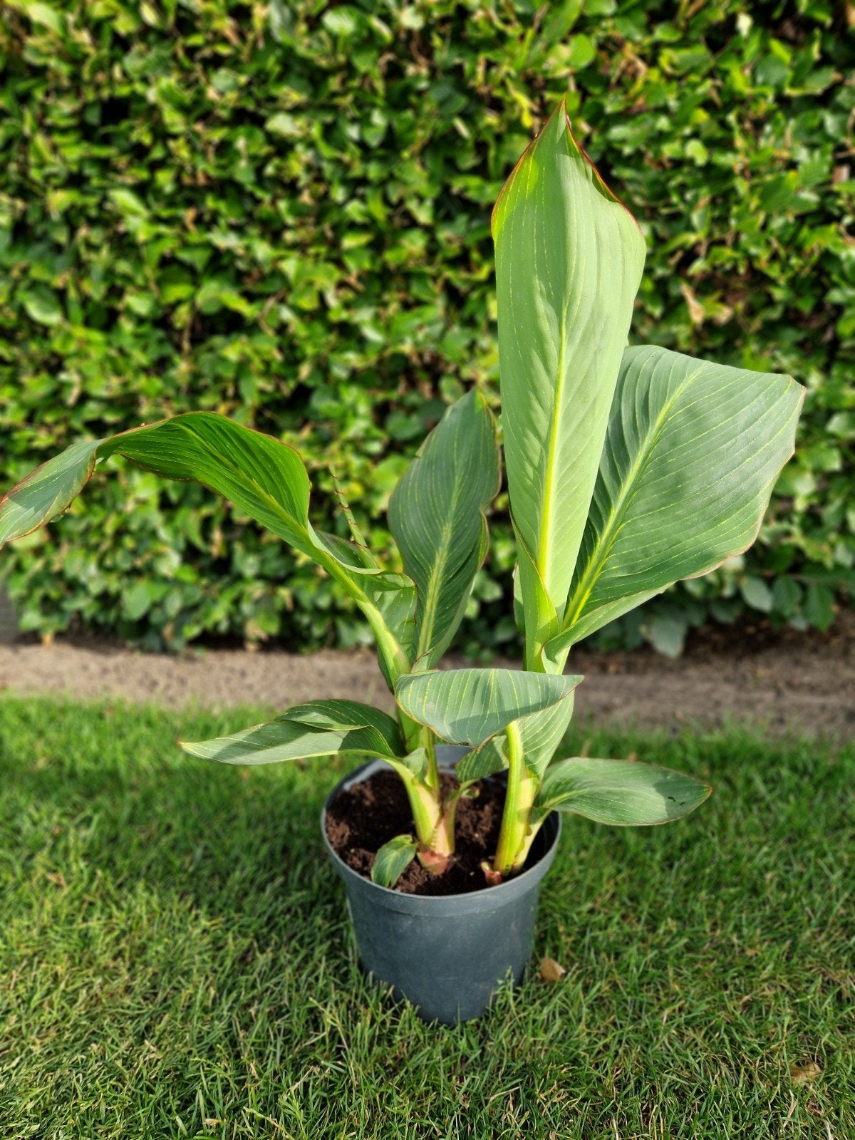 Canna Pretoria, Jardin & Terrasse, Enlèvement