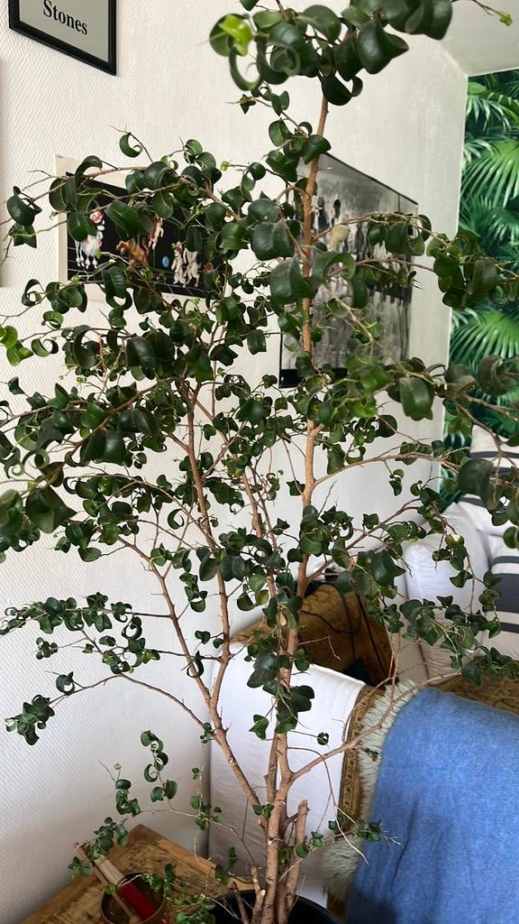 Ficus baroka benjamina, Huis en Inrichting, Kamerplanten, Ophalen, Ficus