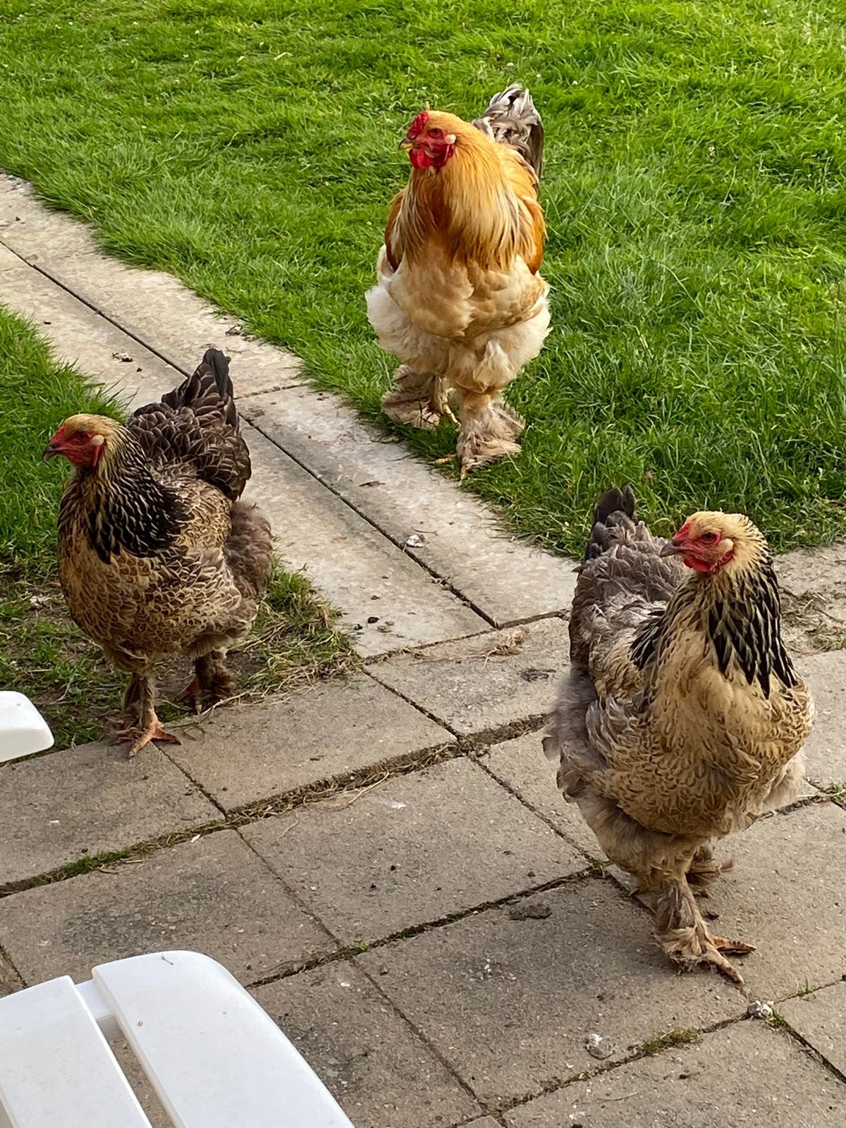 Œufs fecondes de Brahma