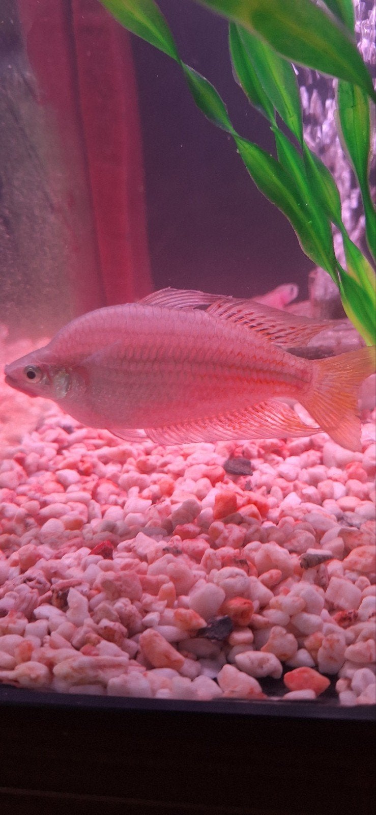 Paire de poissons arc-en-ciel