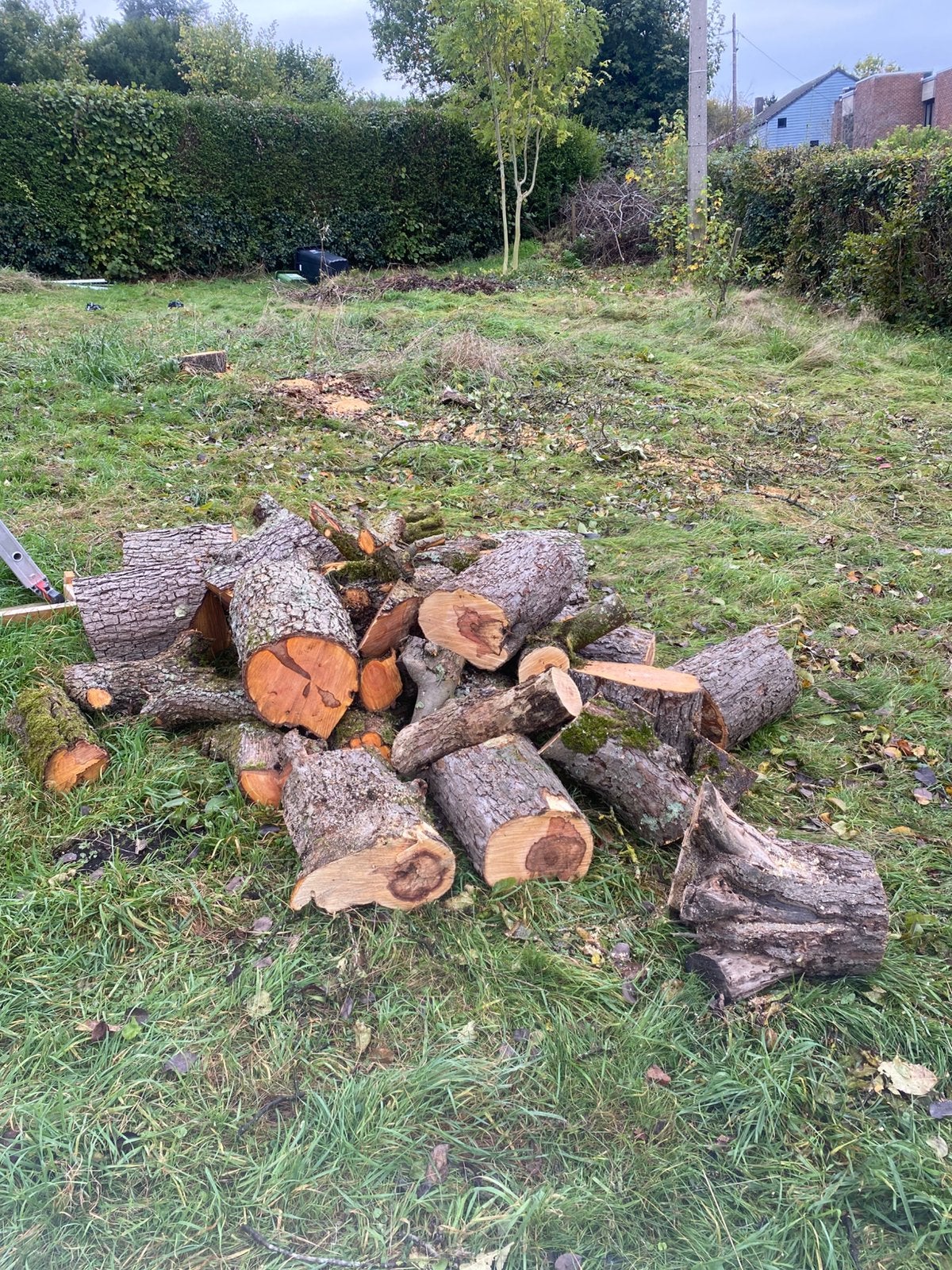 Bois de chauffage, Jardin & Terrasse, Moins de 3 m³, Enlèvement, Autres essences de bois, Troncs d'arbres