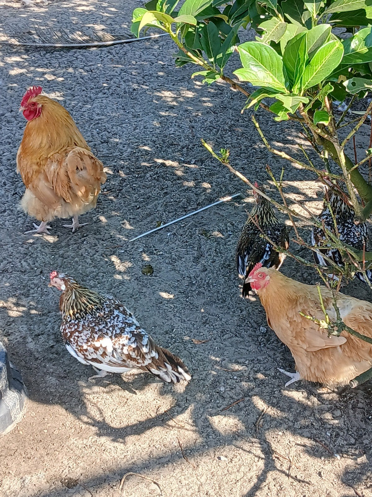 Orpington buff :  krielen en  kuikens ervan, Plusieurs animaux, Poule ou poulet