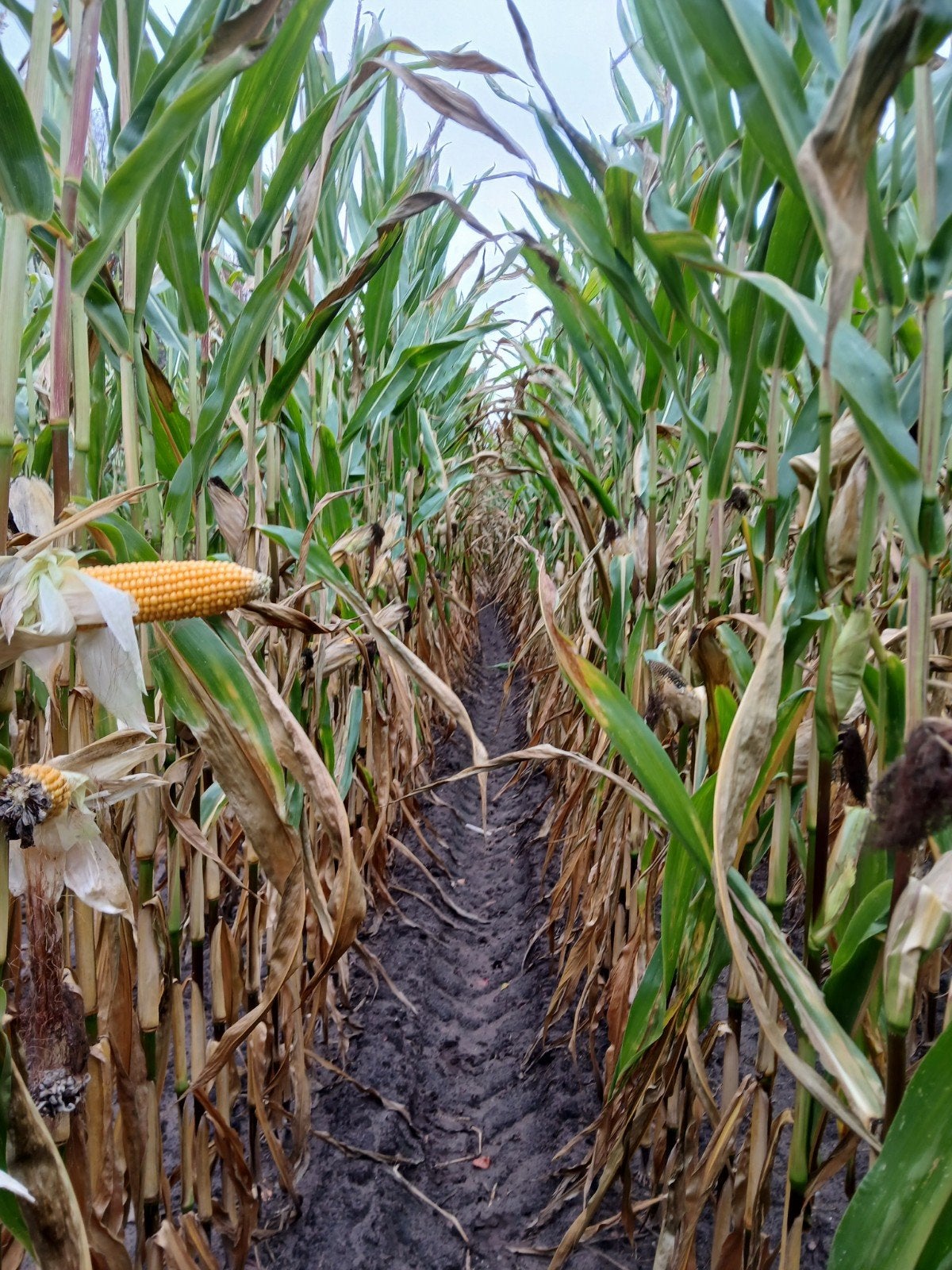 mais 10,5ha, Zakelijke goederen, Landbouw | Veevoer, Ophalen