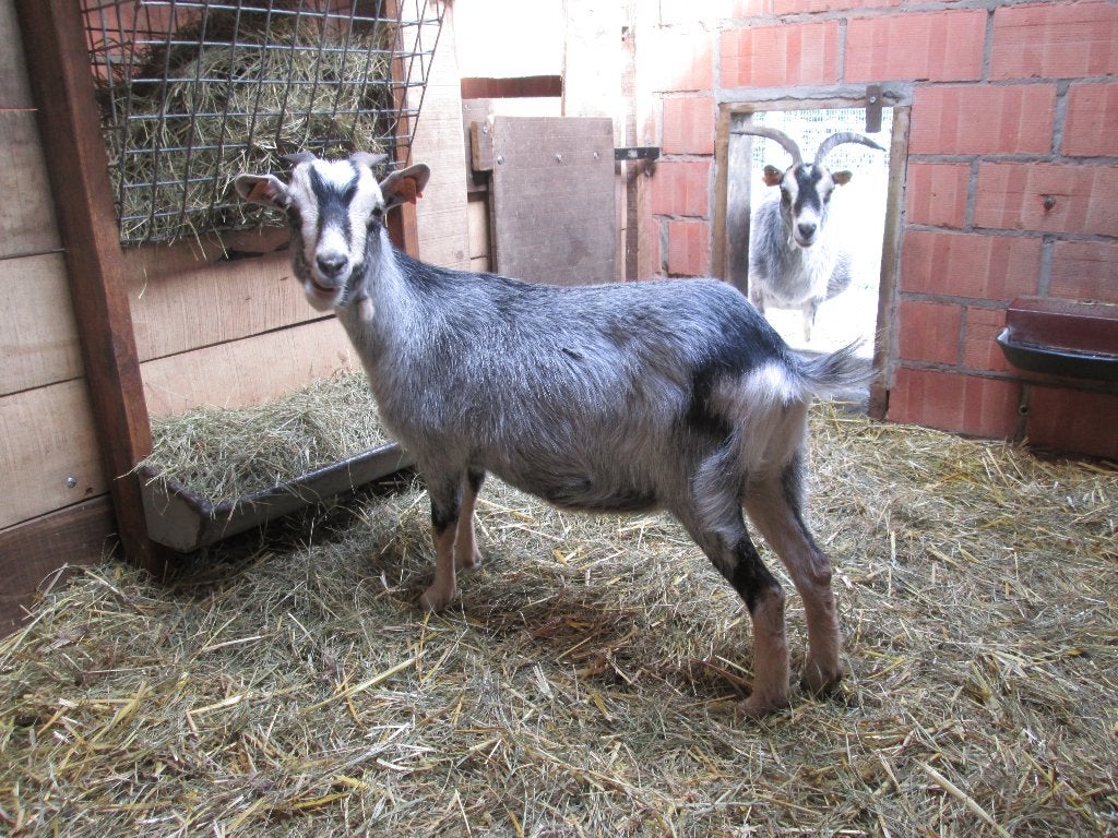 Blauwschimmel tan dwerggeiten mieke Kaat, Dieren en Toebehoren, Schapen, Geiten en Varkens, Vrouwelijk, Geit, 0 tot 2 jaar