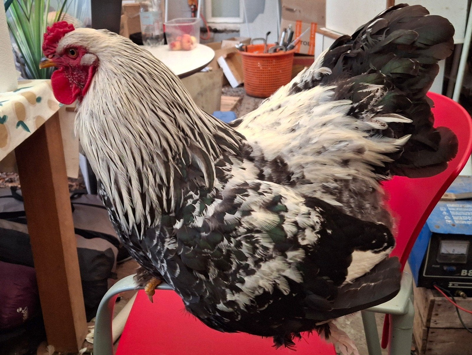 Brahma haan, Dieren en Toebehoren, Pluimvee