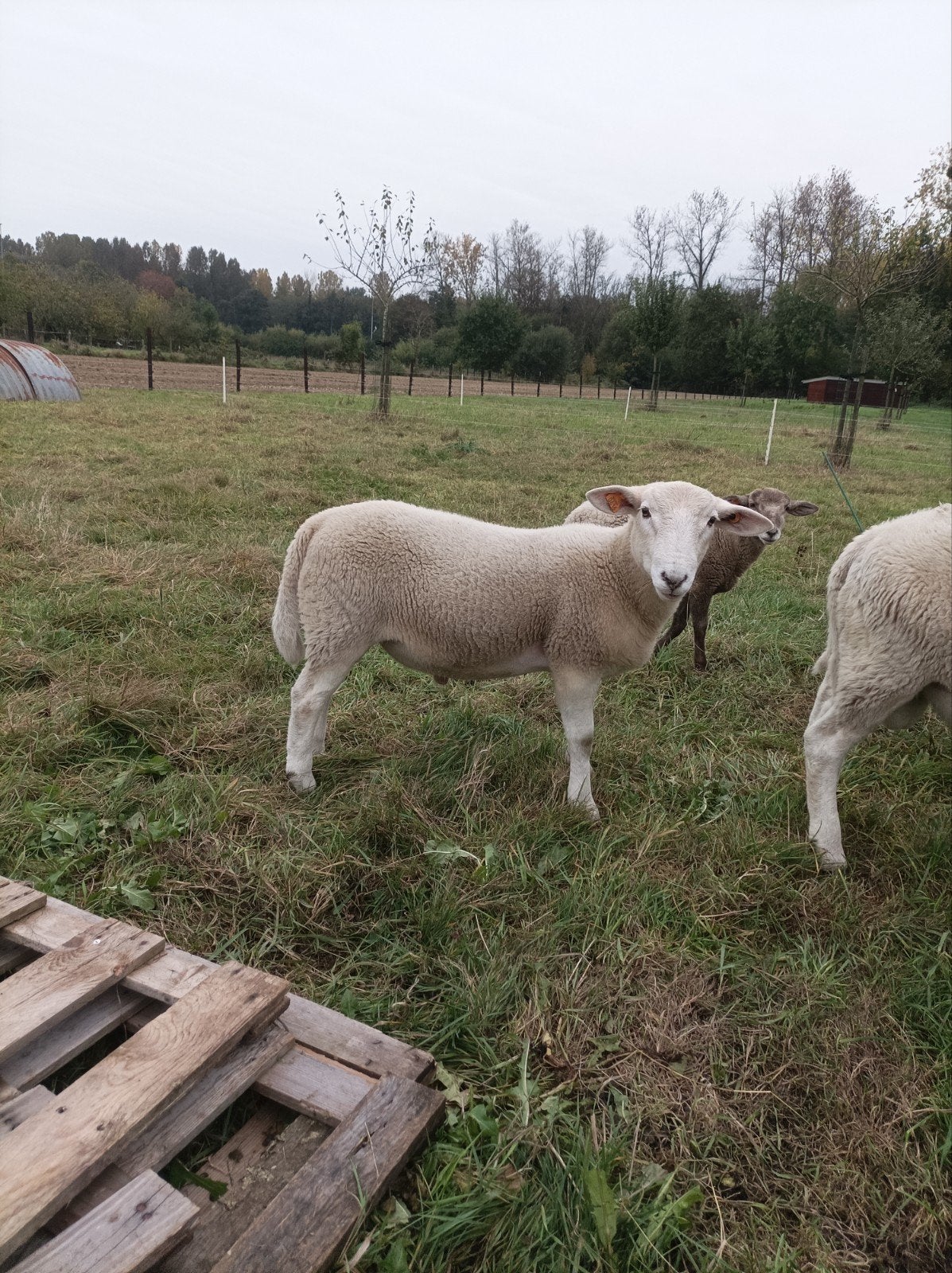 schapen, Animaux & Accessoires, Mâle, Mouton, 0 à 2 ans