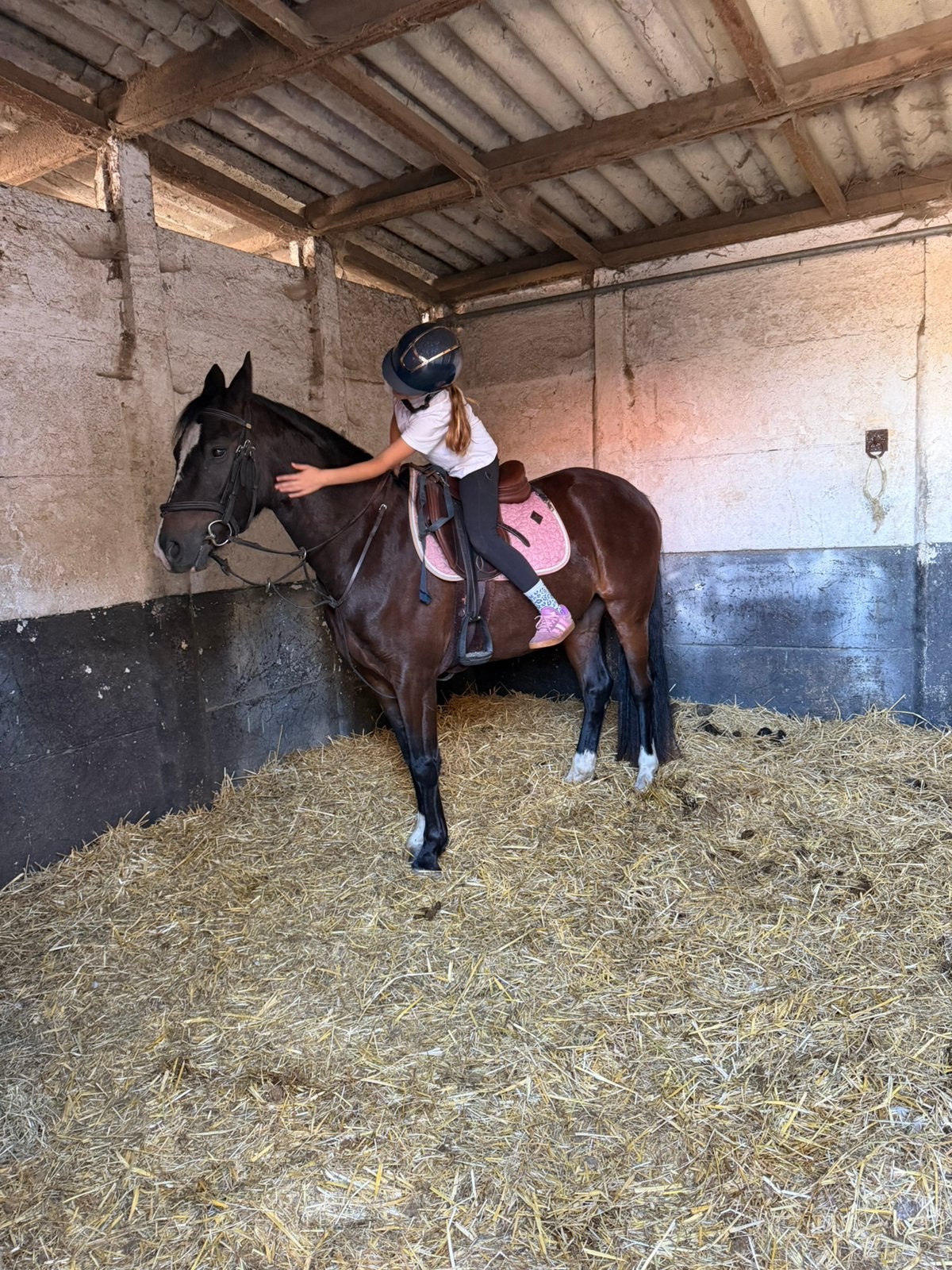 Veelbelovende 3-jarige D-sportpony met TOP afstamming, Débourré