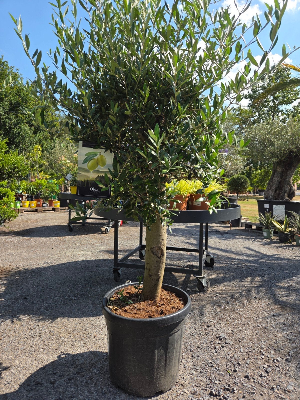 Terrasolijfboom Olea Europaea, Tuin en Terras, Planten | Bomen, Ophalen