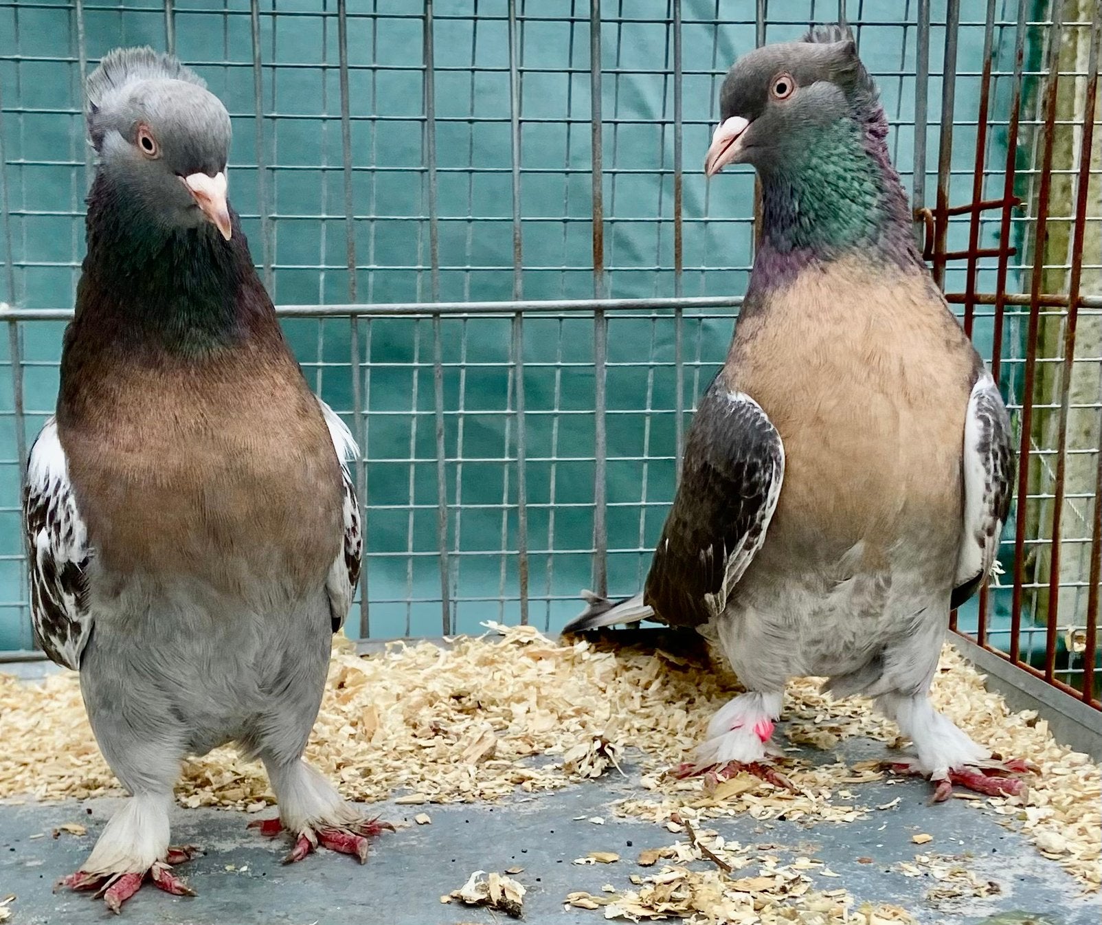 Takla Duiven, Plusieurs animaux, Pigeon culbutant ou Roller