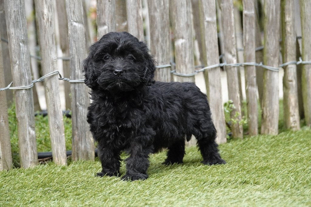 Cockapoo pups, geteste ouders, Parvo, België, 15 weken tot 1 jaar, Overige rassen