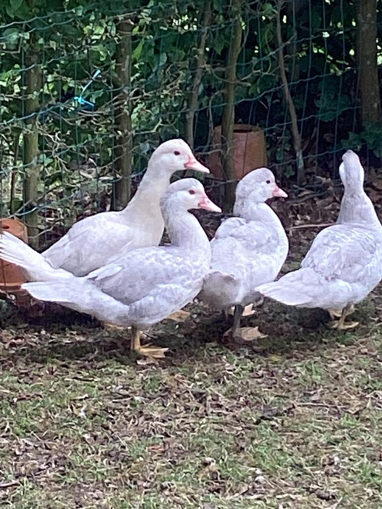 Canards de Barbarie, Animaux & Accessoires, Volatiles, Plusieurs animaux, Canard