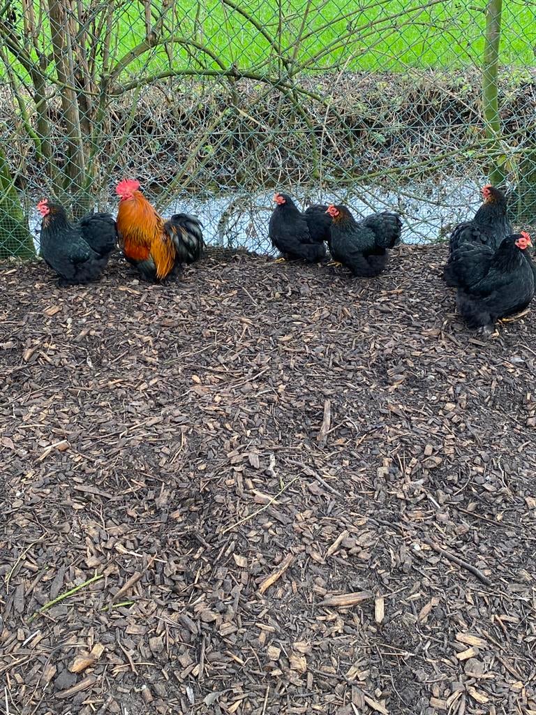 Broedeieren van cochin kriel., Dieren en Toebehoren, Pluimvee