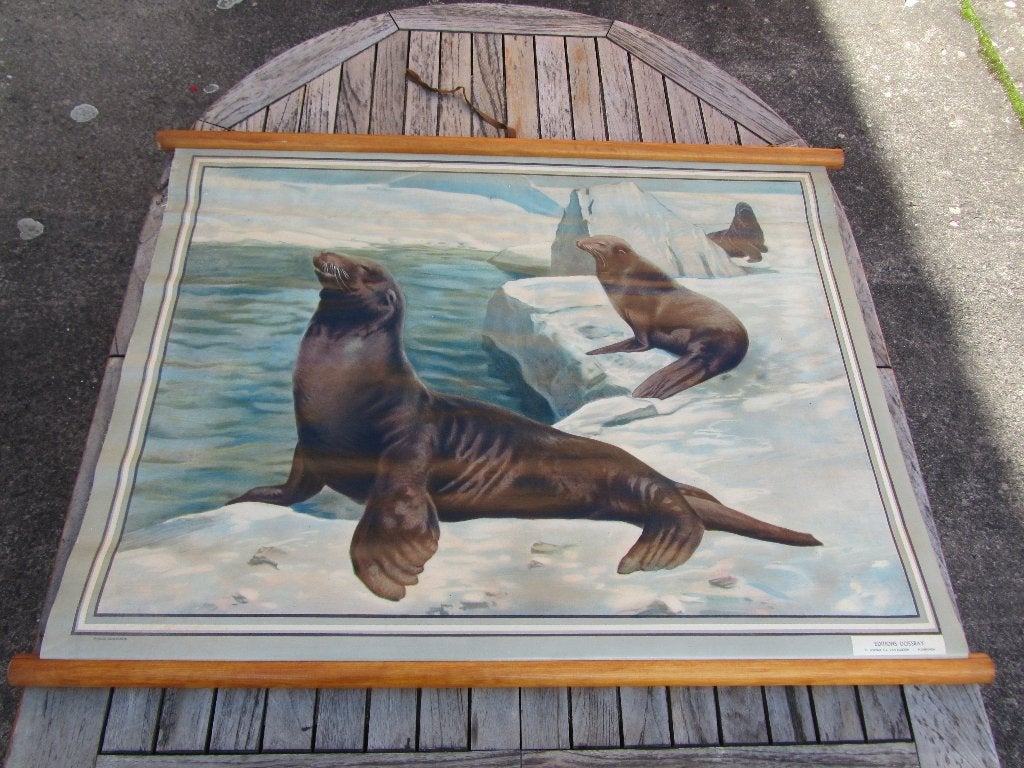 Educatieve schoolkaart: de gewone zeehond! Ed. Dossray!, Ophalen