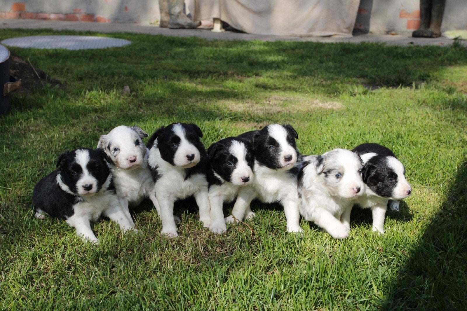 Border Collie pups, Dieren en Toebehoren, België, Fokker | Hobbymatig, 8 tot 15 weken, Meerdere