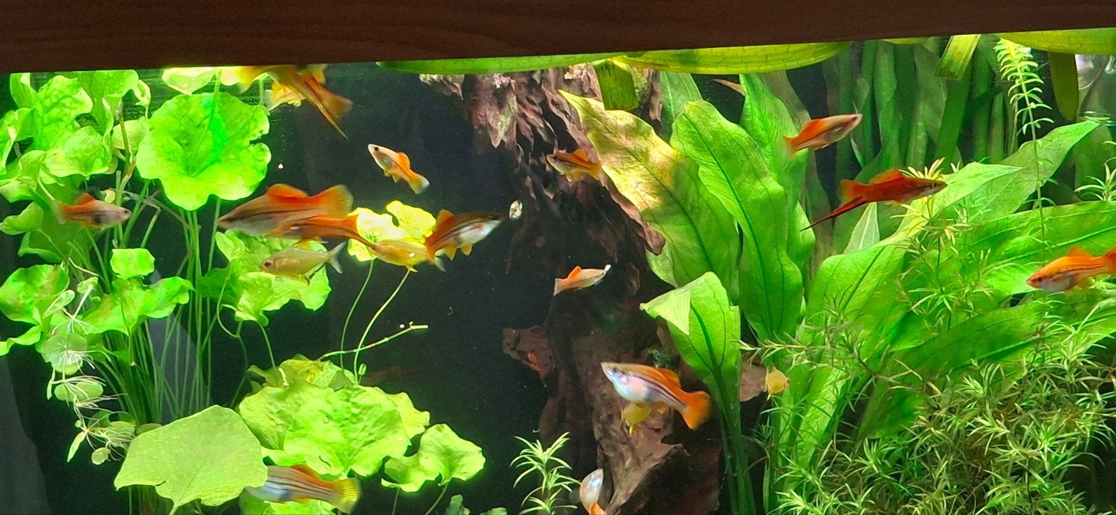 zwaardrager NEON -  Xiphophorus Helleri, Poisson, Poisson d'eau douce