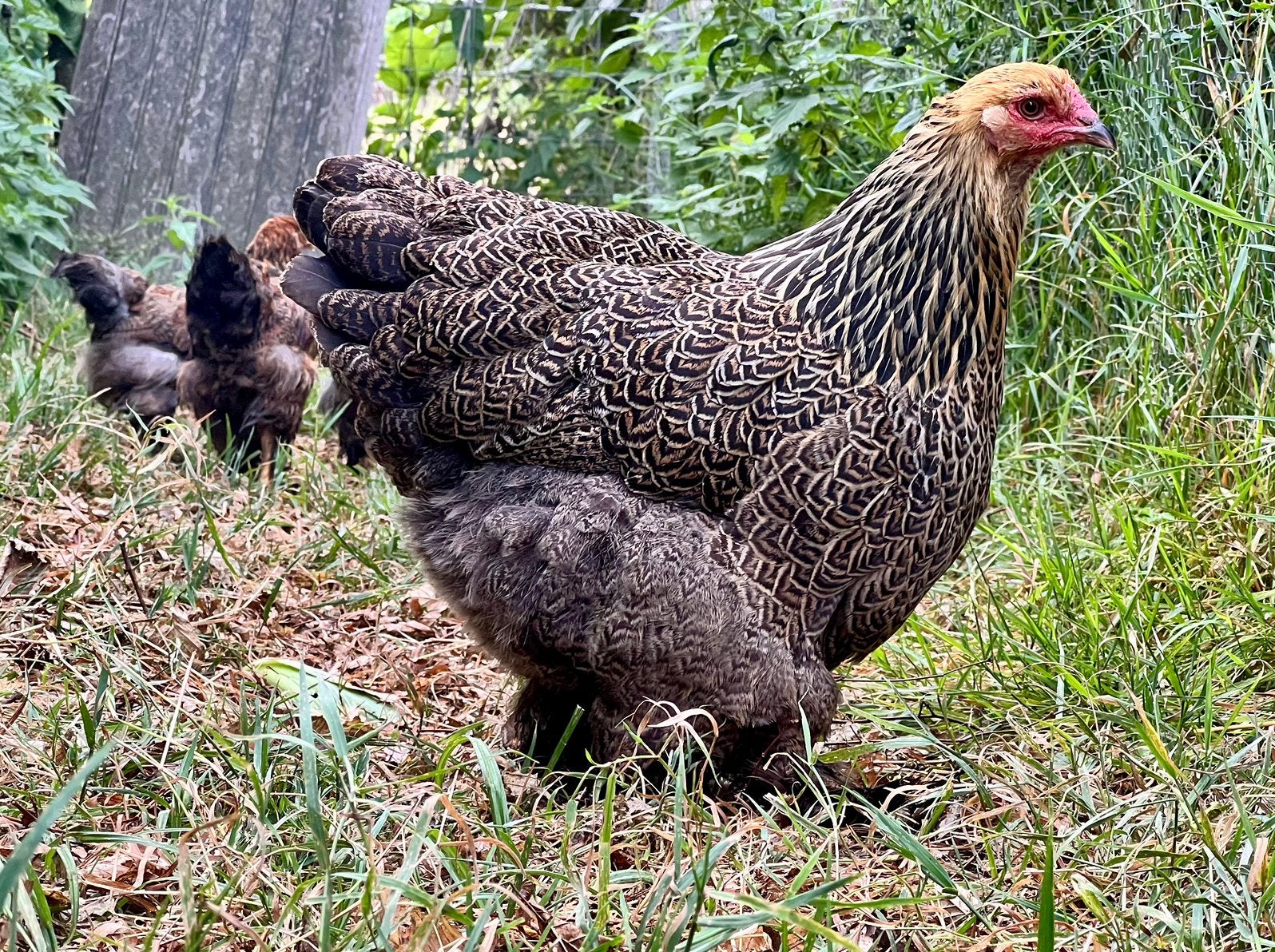 Brahma goudpatrijs hennen en haantjes 3 maand oud, Dieren en Toebehoren