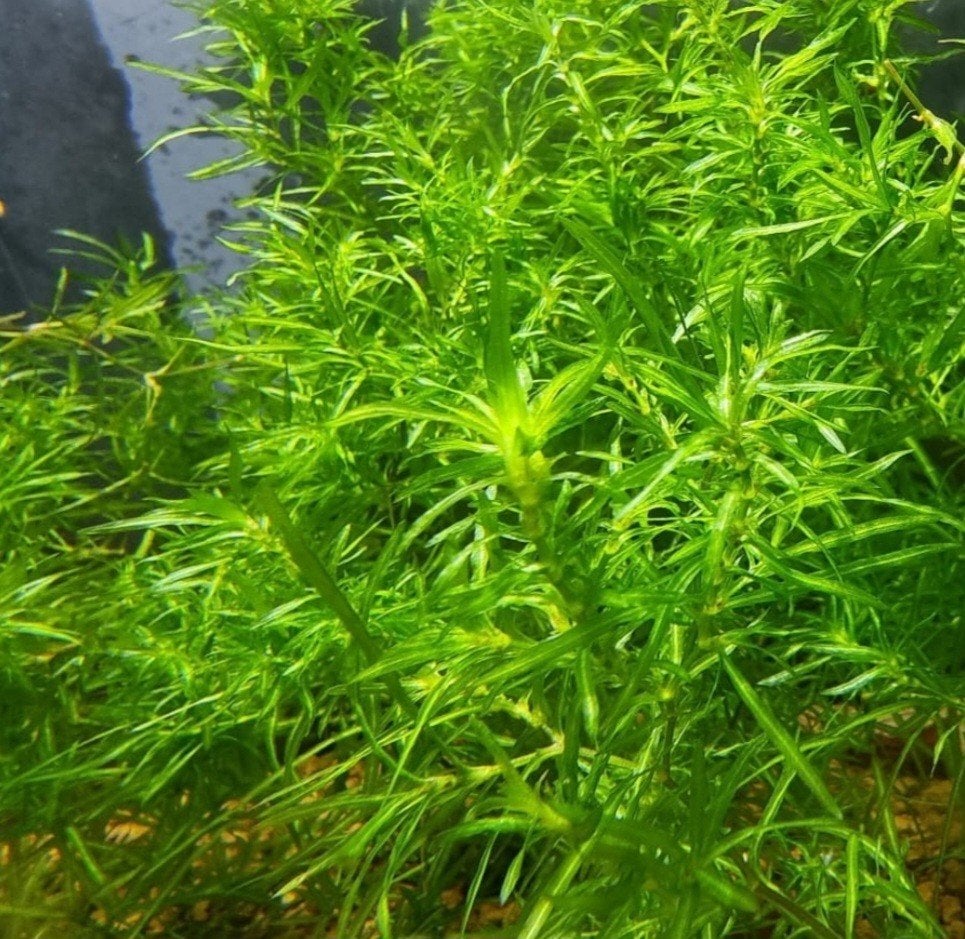 Guppy gras ( najas guadalupensis), Dieren en Toebehoren, Ophalen, Nieuw, Plant(en), Steen of Hout