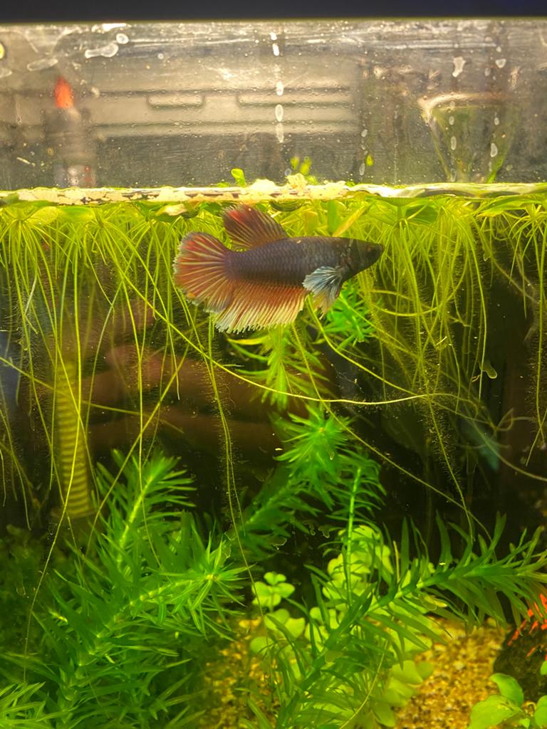 Gezonde vrouwelijke betta, Dieren en Toebehoren, Vissen | Aquariumvissen, Vis, Zoetwatervis