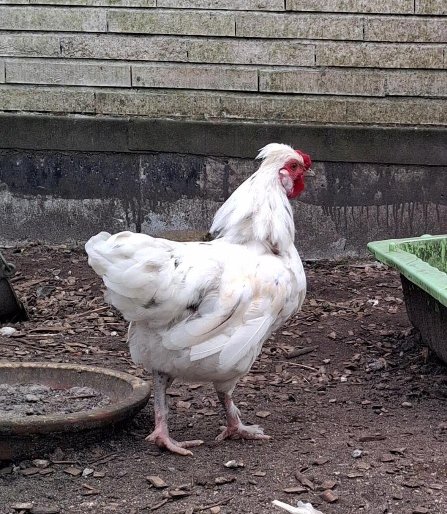 Gratis haantjes kruising Zijdehoen - Bassette, Dieren en Toebehoren, Mannelijk, Kip