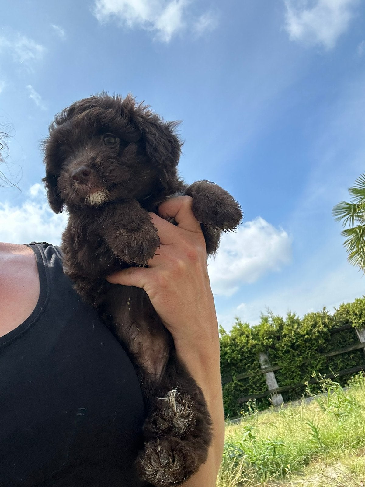 Toy doodle choco teefje, Poedel, Parvo, België, 8 tot 15 weken